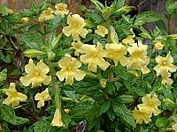 FLORE (10).JPG